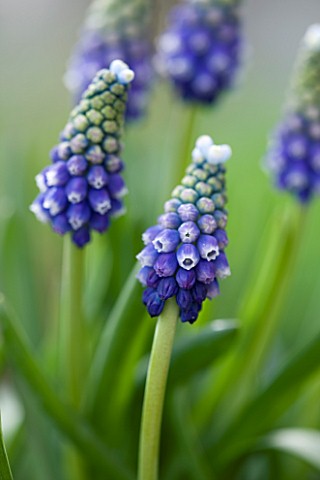 Muscari Touch Of Snow