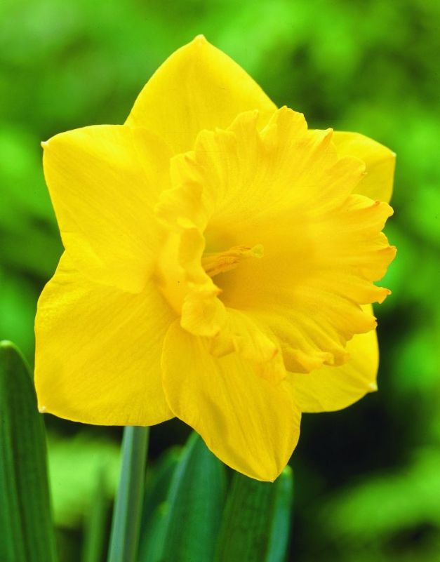 Narcis Dutch Master