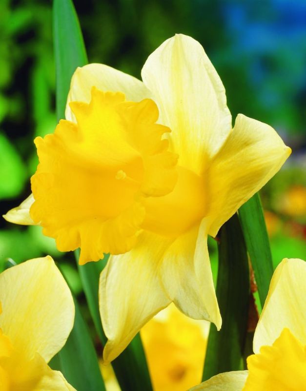 Narcis Magnet