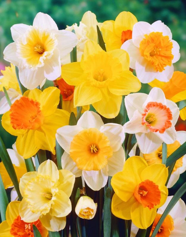 Narcis Gemengd