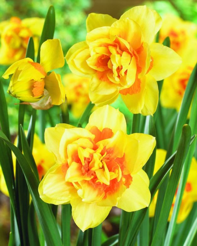 Narcis Texas