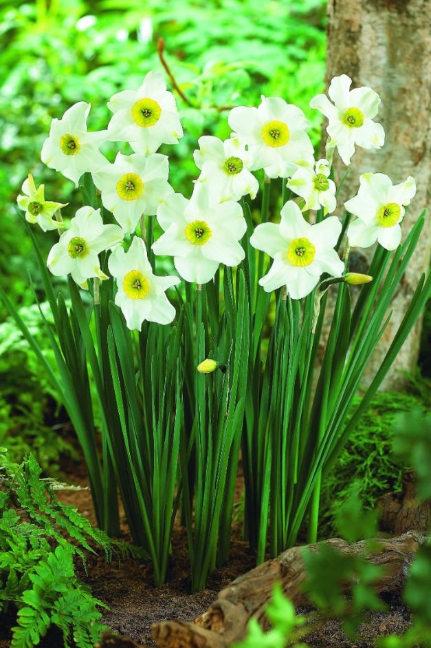 Narcis Sinopel