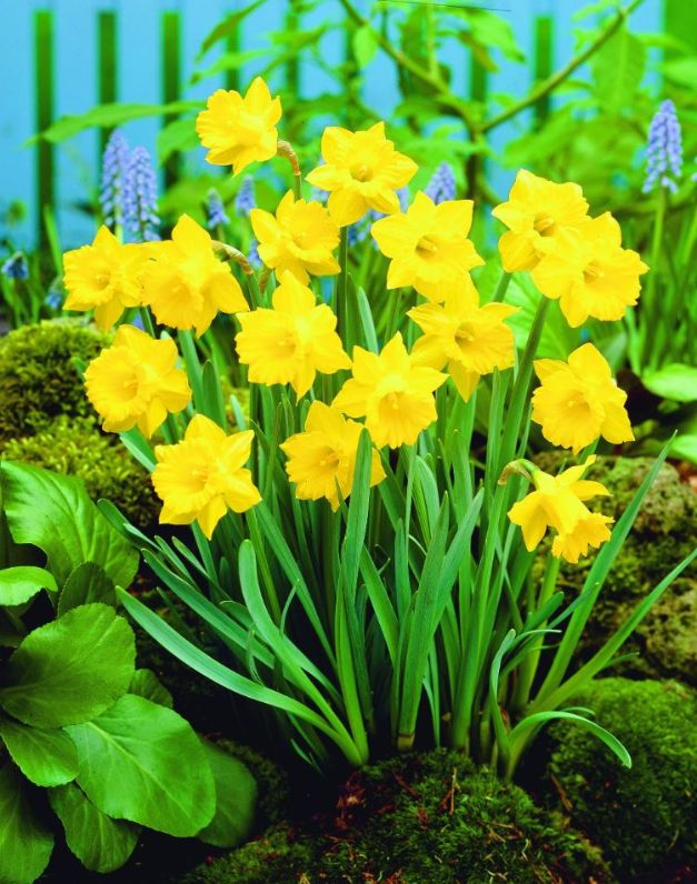 Narcis Obvallaris