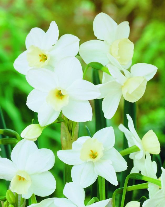 Narcis Silver Chimes