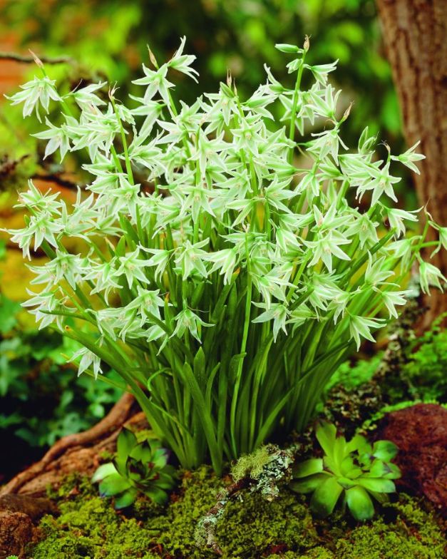 Ornithogalum Nutans