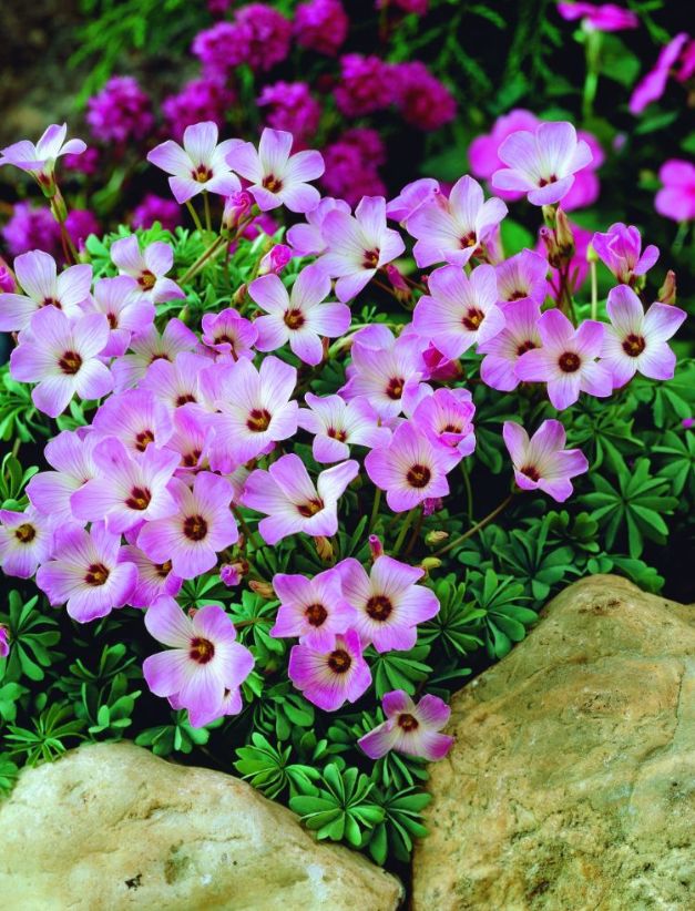 Oxalis Adenophylla
