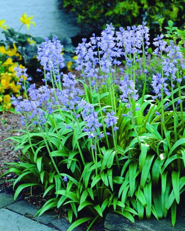 Scilla Non-Scripta