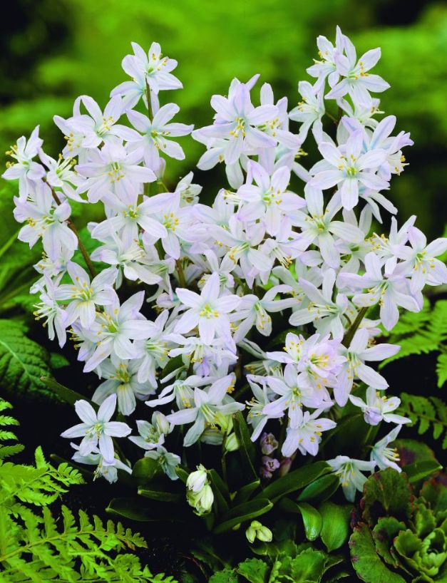 Scilla Tubergeniana