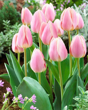 Tulpen Apricot Delight