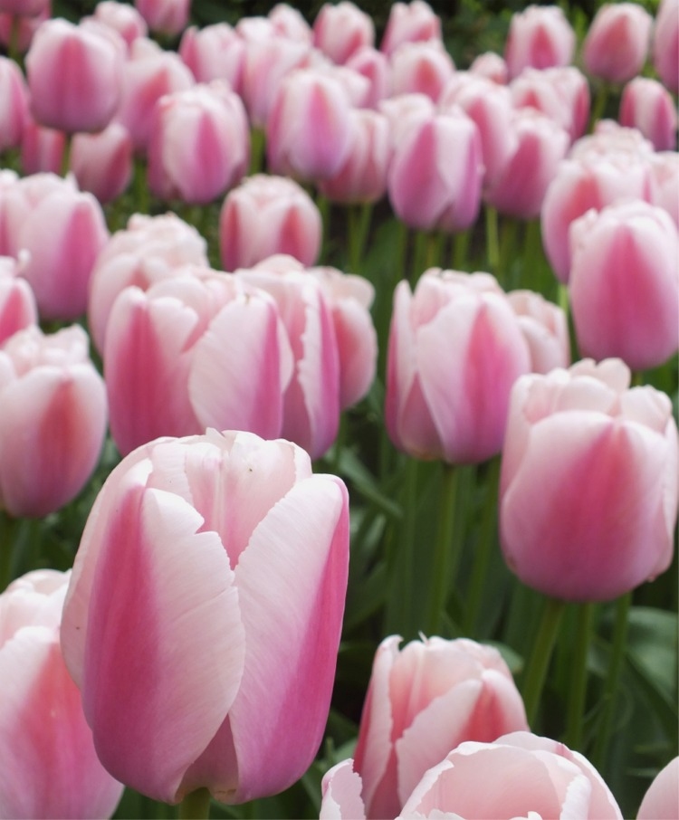 Tulpen Ollioules