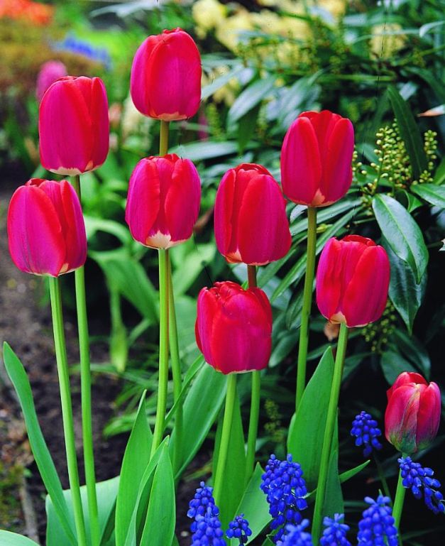 Tulpen Spring Song