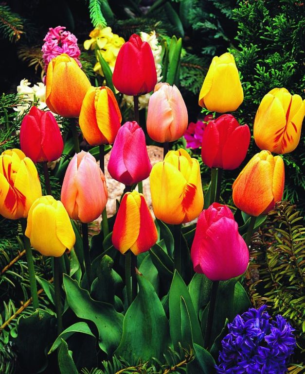 Tulpen Darwin Mix
