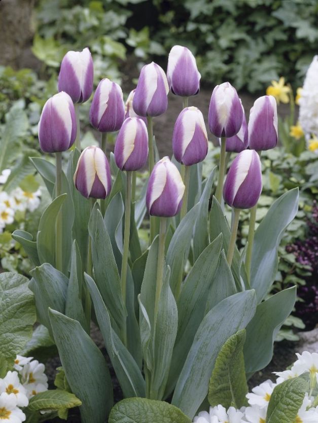 Tulpen Atlantis