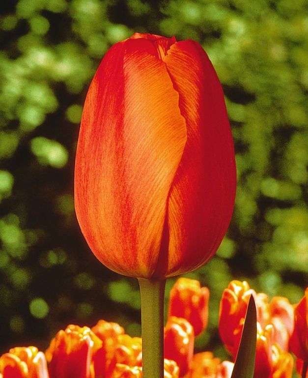 Tulpen Dillenburg