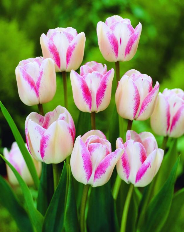 Tulpen Make Up