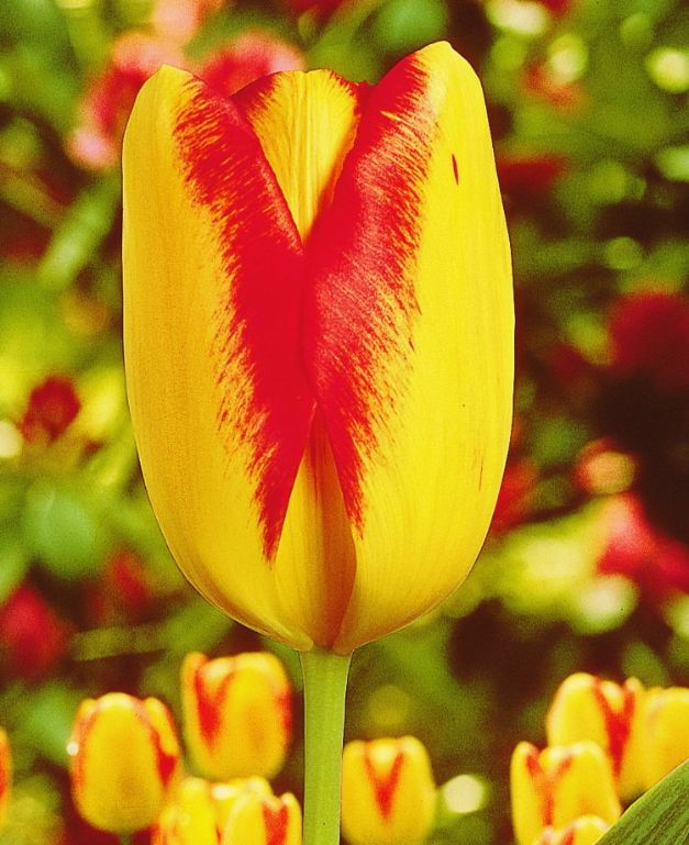 Tulpen Princess Margret Rose