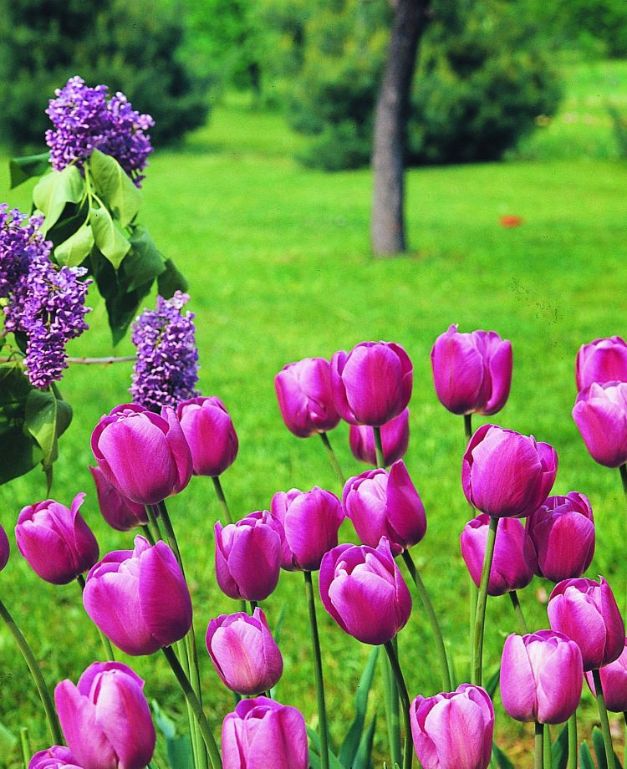 Tulpen scotch Lassie