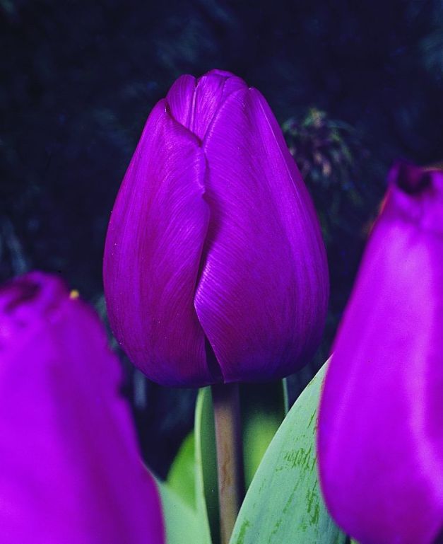 Tulpen Atilla