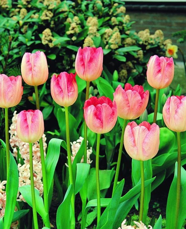 Tulpen Ganders Rhapsody