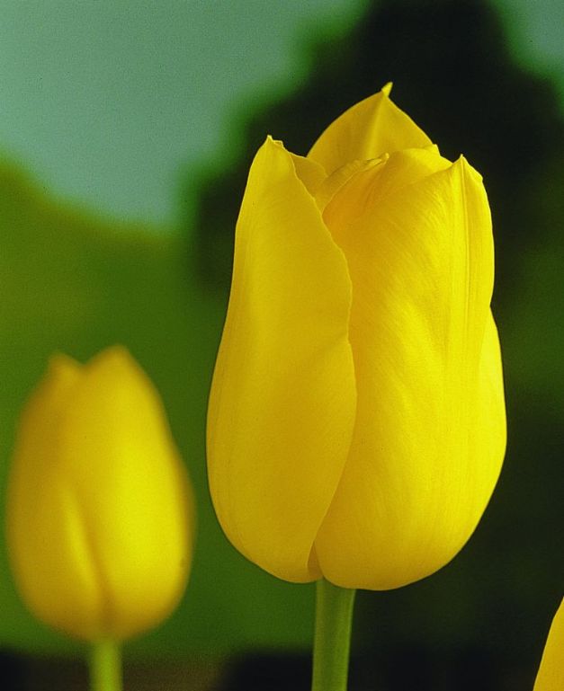Tulpen Golden Melody