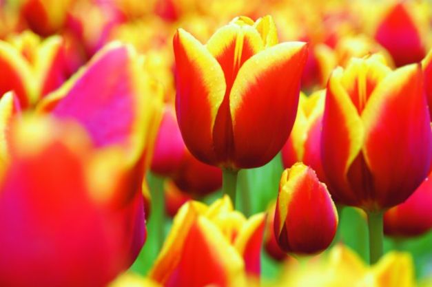 Tulpen Kees Nelis