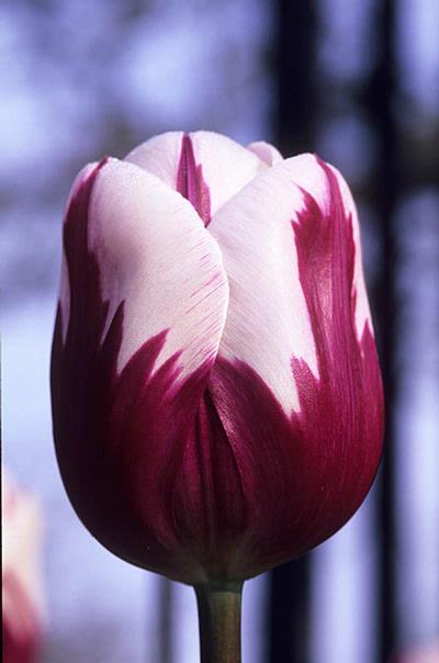 Tulpen Zurel
