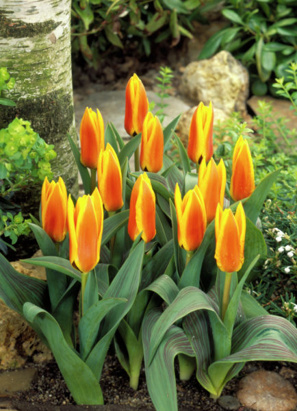 Tulp Flowerdale