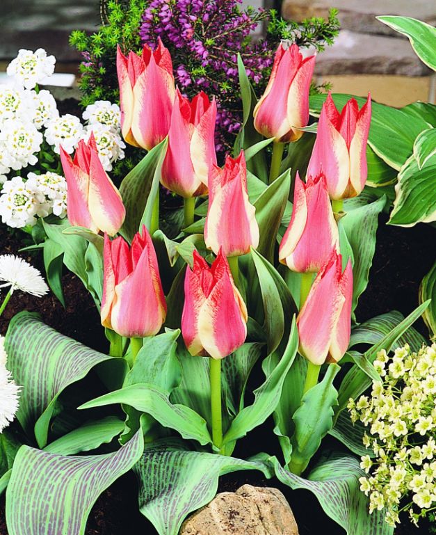 Tulp Plaisir