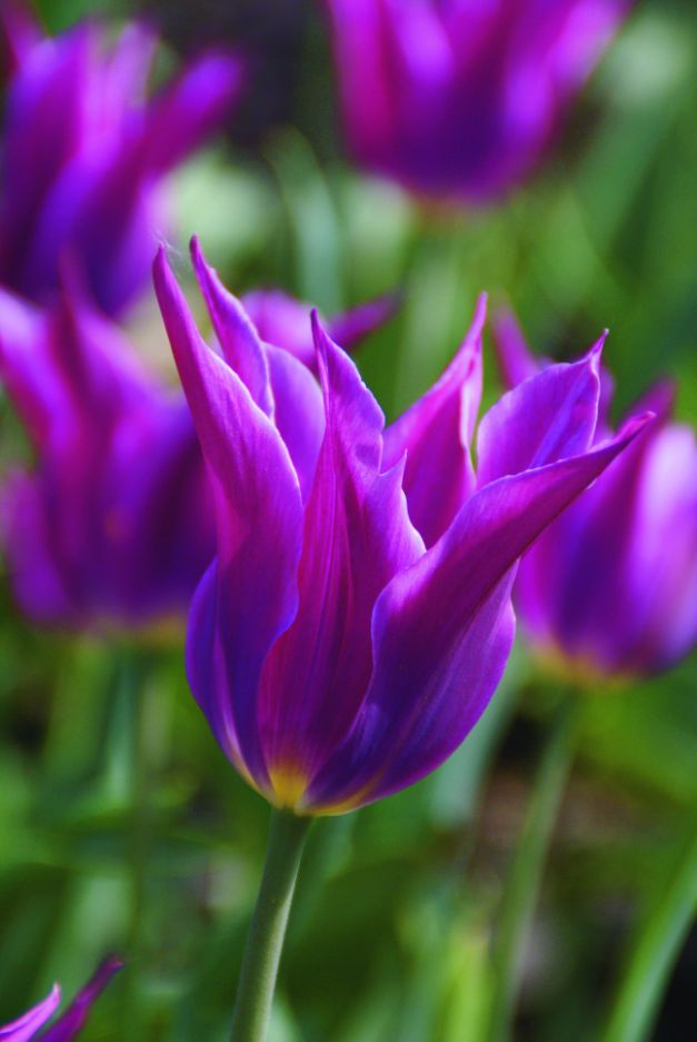Tulp Maytime