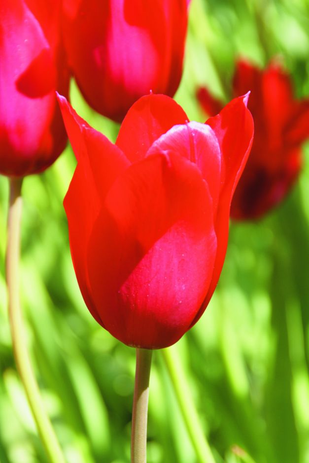 Tulp Red Shine