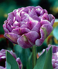 Tulp Lilac Perfection