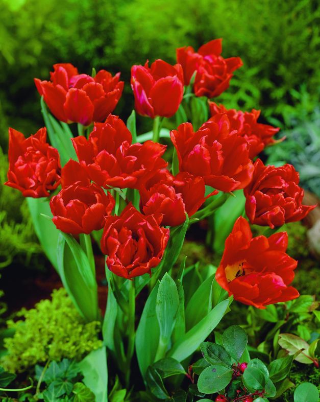 Tulp Oranje Nassau