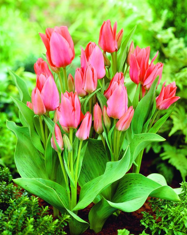 Tulp Toronto