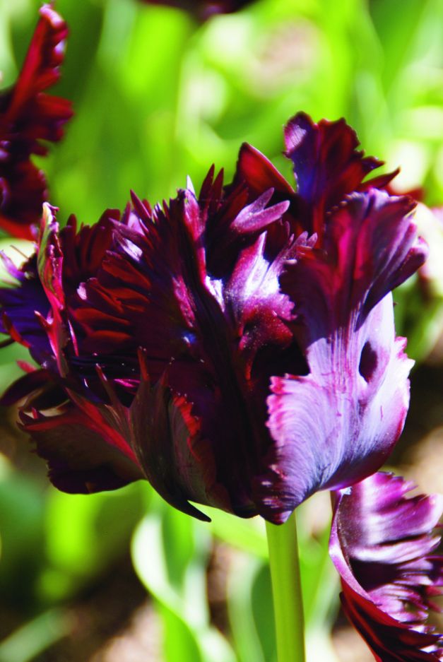 Tulp Black Parrot