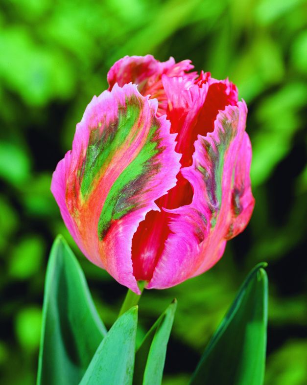 Tulp Fantasy