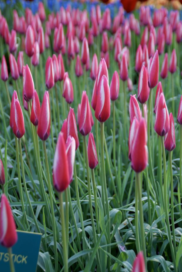 Tulp Clusiana Peppermintstick