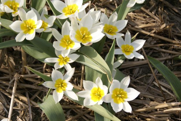 Tulp Polychroma
