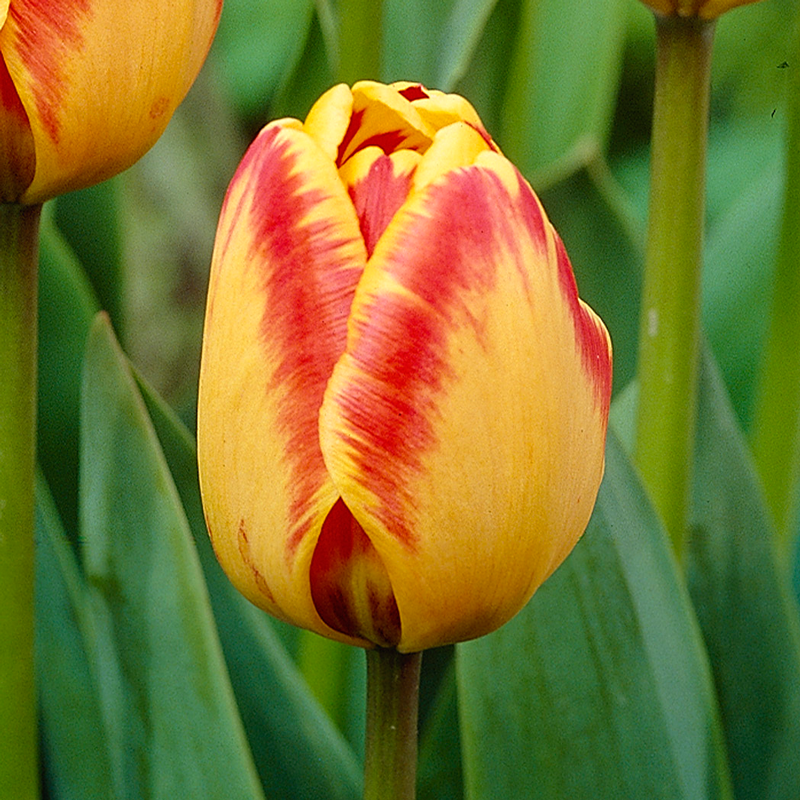 Tulpen Banja Luka