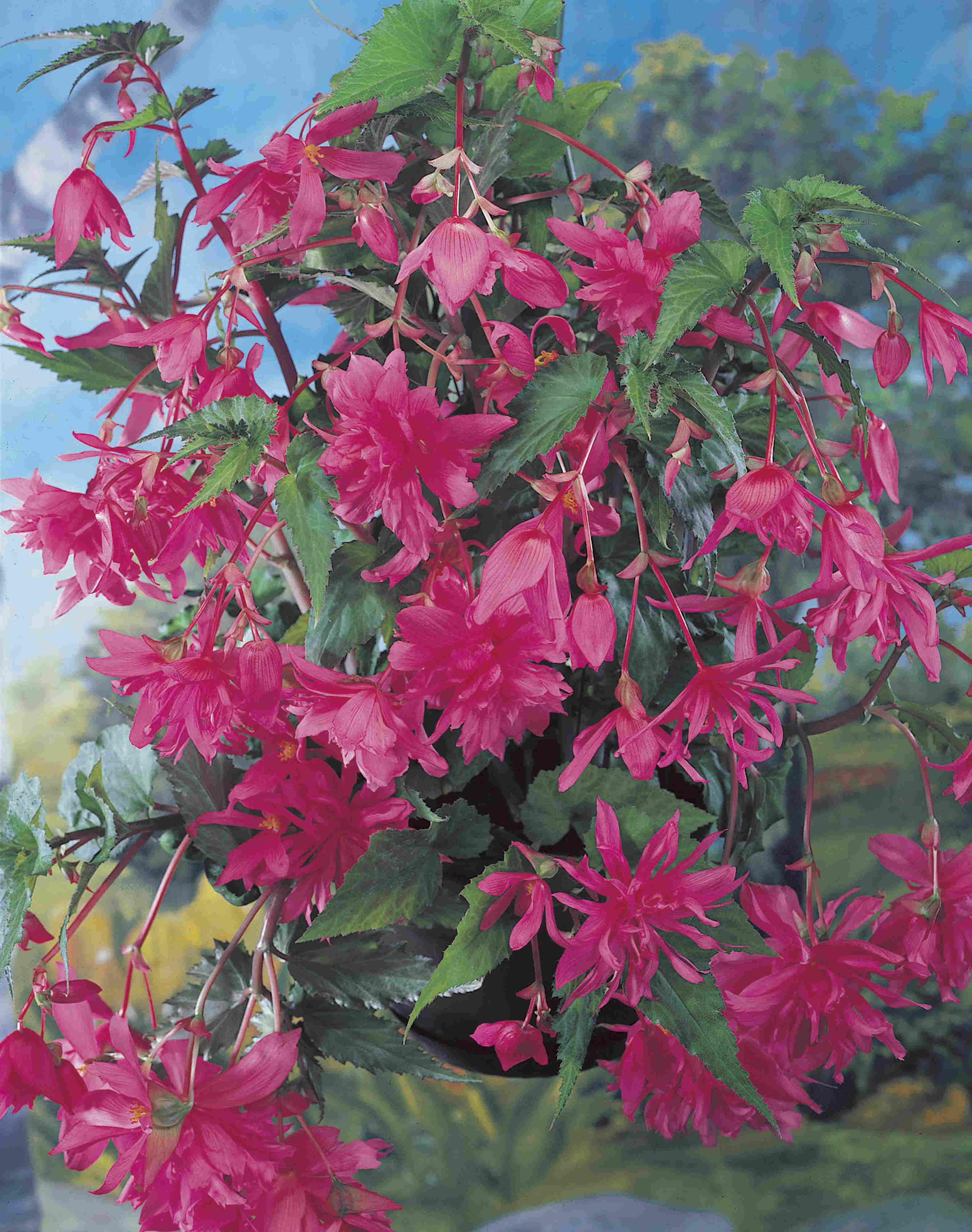 Pendula roze