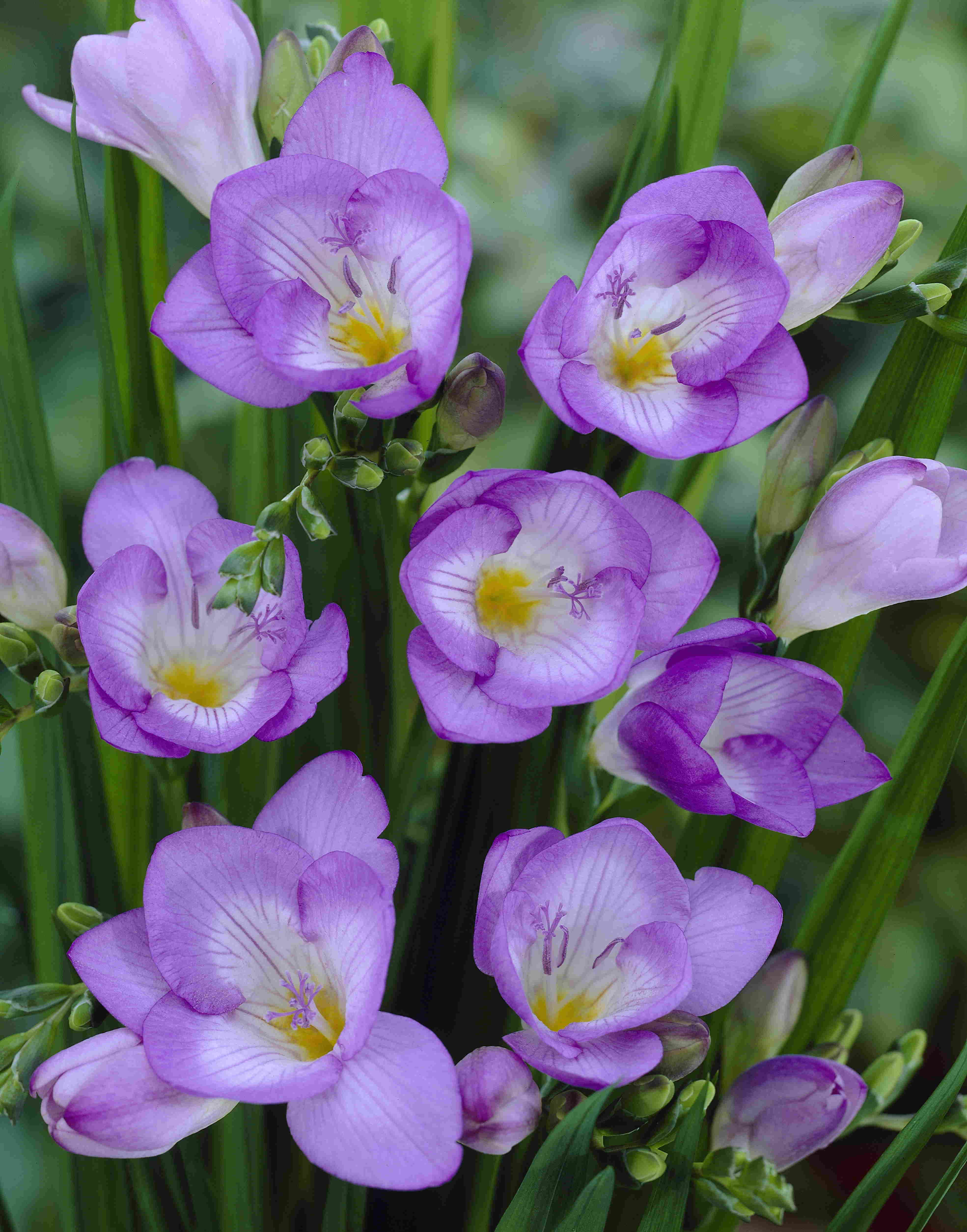 Freesia Bleu