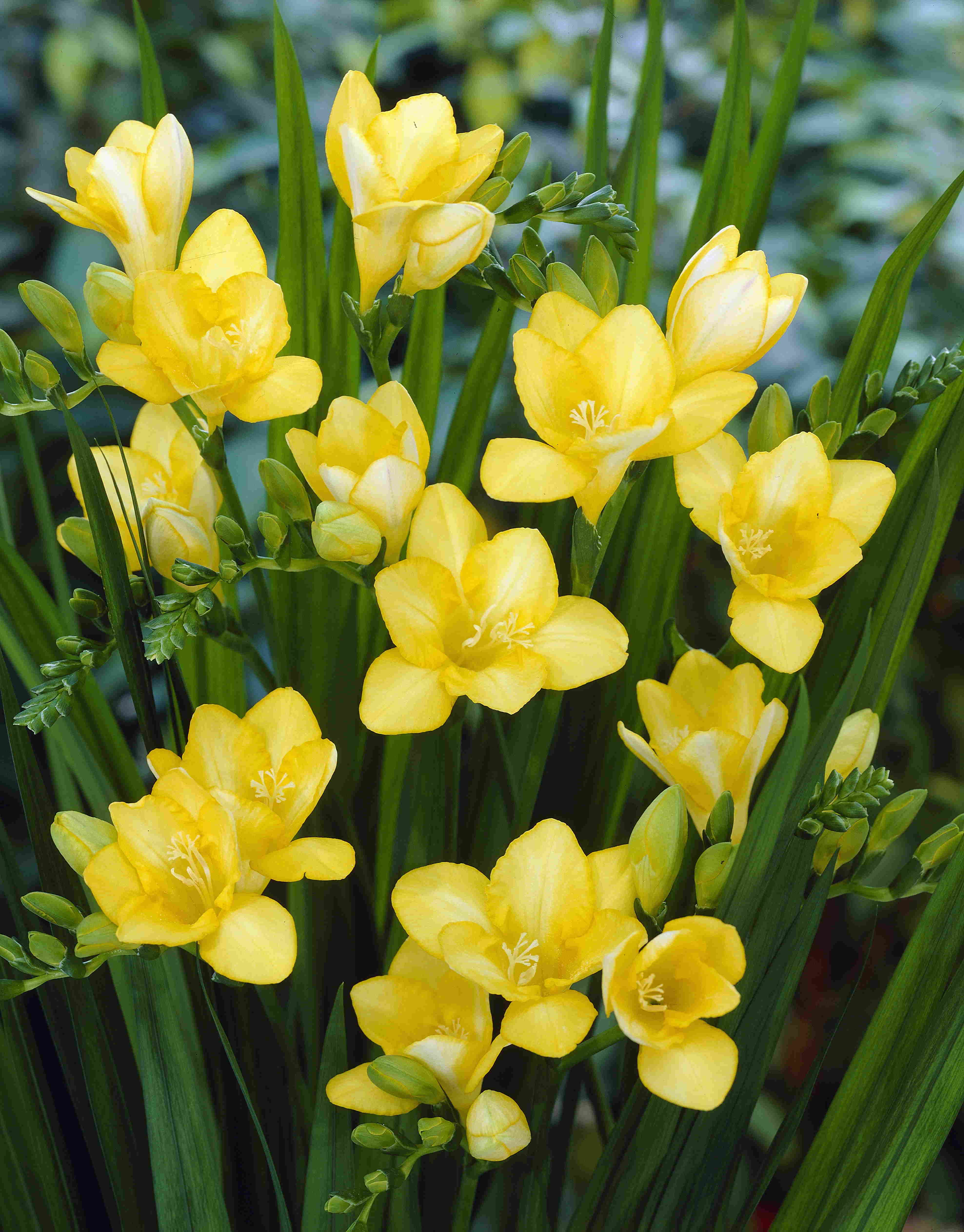 Freesia Geel