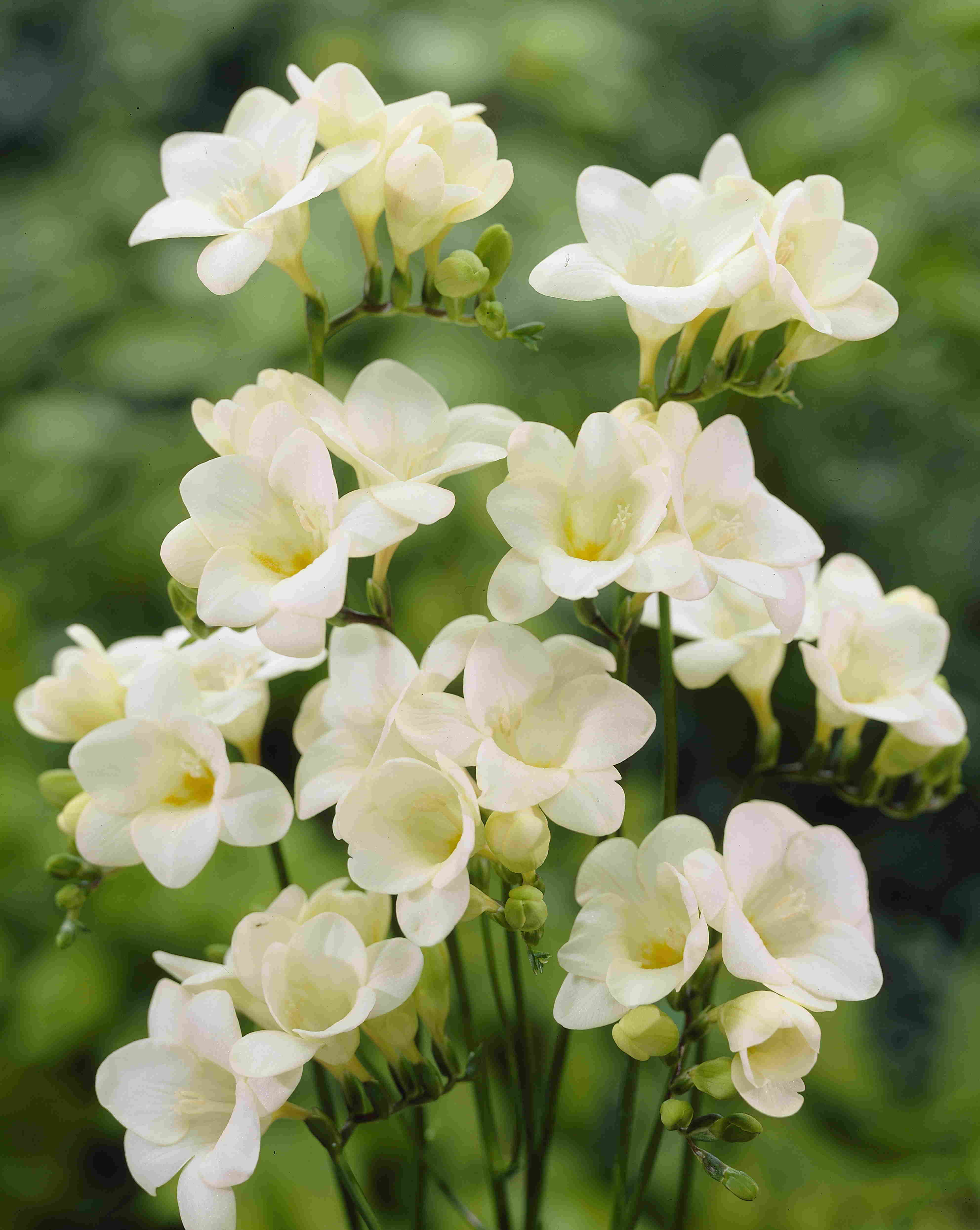 Freesia wit