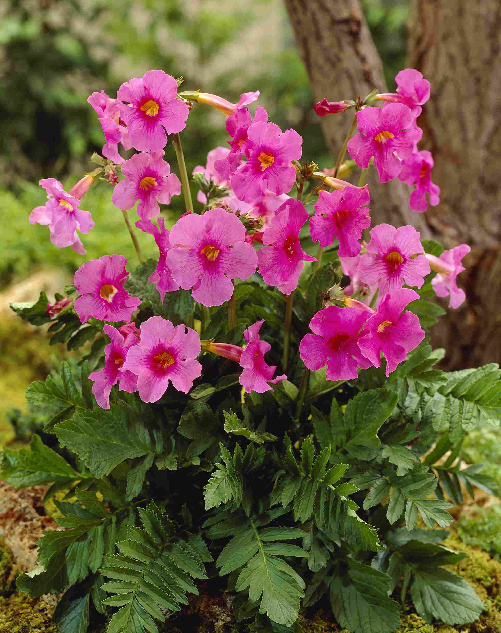 Incarvillea Delavayi