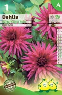 Cactus Purple (50 cm)