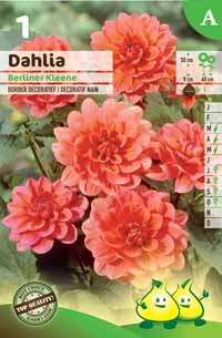 Dec. Berliner Kleene (50 cm)