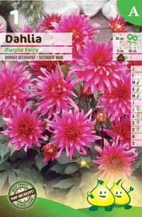 Dec. Purple Fairy (50 cm)