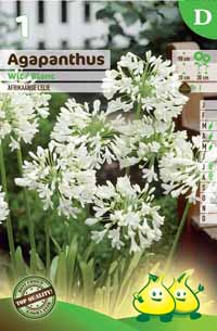 Agapanthus wit