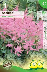 Astilbe Pink