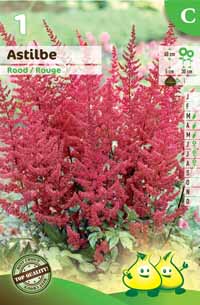 Astilbe Red