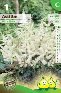 Astilbe White